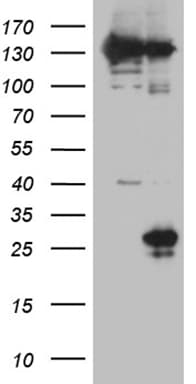 NK1 / CD160 Antibody (aa1-160, clone OTI3F8, Carrier-free)