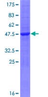Human HINT3 Protein (Recombinant GST)