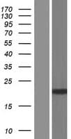 Human SLX1A / GIYD2 Protein (Over-Expression Lysate Myc-DDK (Flag))