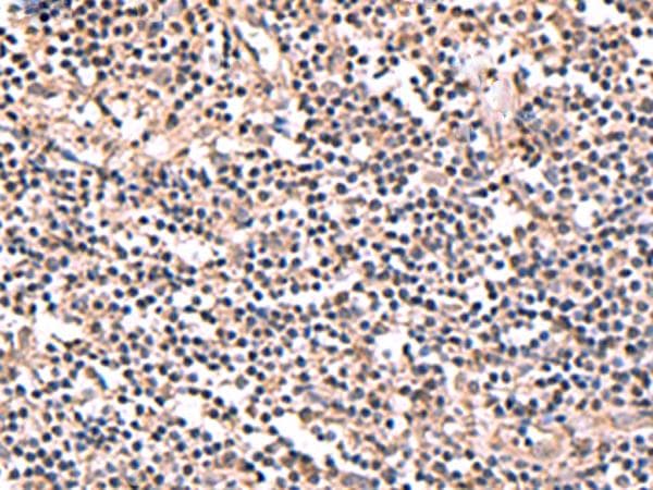 PER3 Antibody