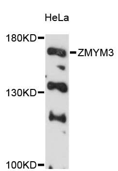 Polyclonal Rabbit anti-Human ZMYM3 Antibody (WB)