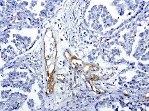 PROCR / EPCR Antibody (aa1-210, clone UMAB200, Carrier-free)