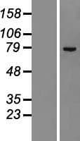 ZNF23 Protein (Over-Expression Lysate Myc-DDK (Flag))