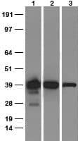 SOX2 Antibody (clone OR-2D11)