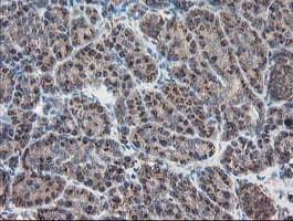 GCP60 / ACBD3 Antibody (clone OTI5F9)