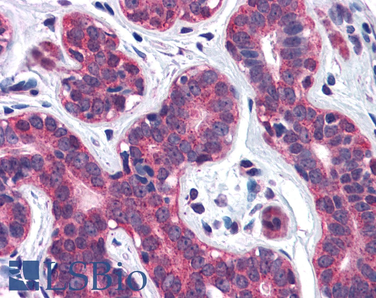 IHC-plus™ SNX12 Antibody (aa150-162)