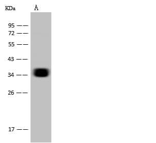 Monoclonal Mouse anti-Human CD7 Antibody (clone 21, Preservative Free, IHC, WB)