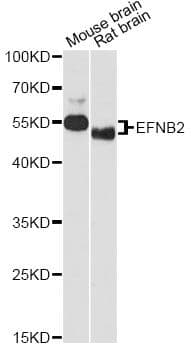 EFNB2 / Ephrin B2 Antibody