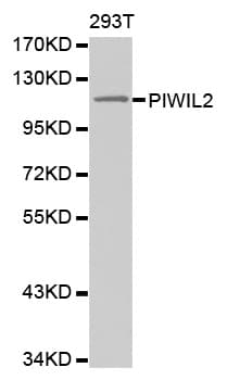Polyclonal Rabbit anti-Human PIWIL2 Antibody (IHC, WB)
