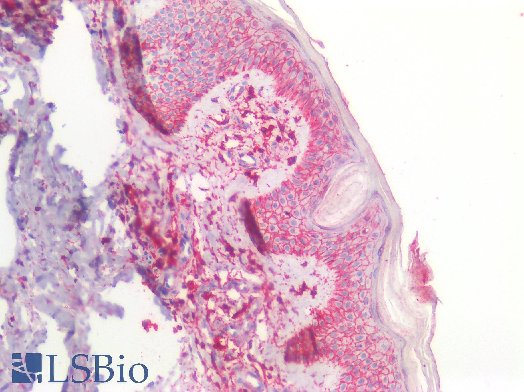 PathPlus™ CD44 Antibody (aa149-163)
