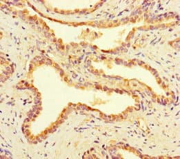 Polyclonal Rabbit anti-Human MINA / MINA53 Antibody