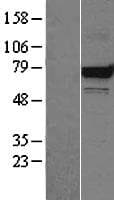 HSPA9 / Mortalin / GRP75 Protein (Over-Expression Lysate Myc-DDK (Flag))