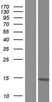 PIN4 Protein (Over-Expression Lysate Myc-DDK (Flag))