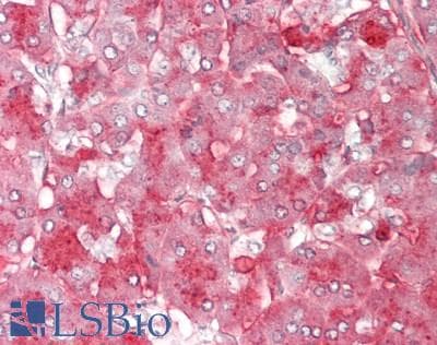 IHC-plus™ AMY2B Antibody (clone 4B5)