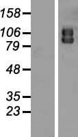 ATG9A Protein (Over-Expression Lysate Myc-DDK (Flag))