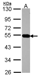 AP4M1 Antibody (aa70-295)