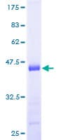 Human HSPB7 / CvHSP Protein (Recombinant GST)