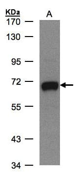 GALNT2 Antibody (aa55-369)