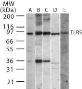 IHC-plus™ TLR5 Antibody (aa300-350)