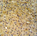 NDUFA10 Antibody (aa252-281)
