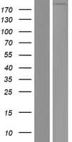 FREM3 Protein (Over-Expression Lysate Myc-DDK (Flag))