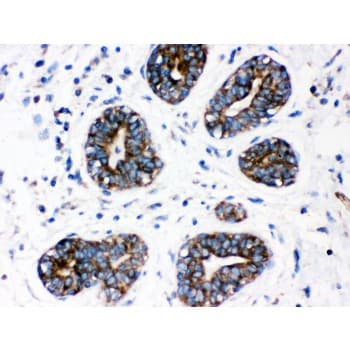 CYP1A1 Antibody (aa183-320)