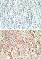 GPCRW / GPR18 Antibody (aa1-50)