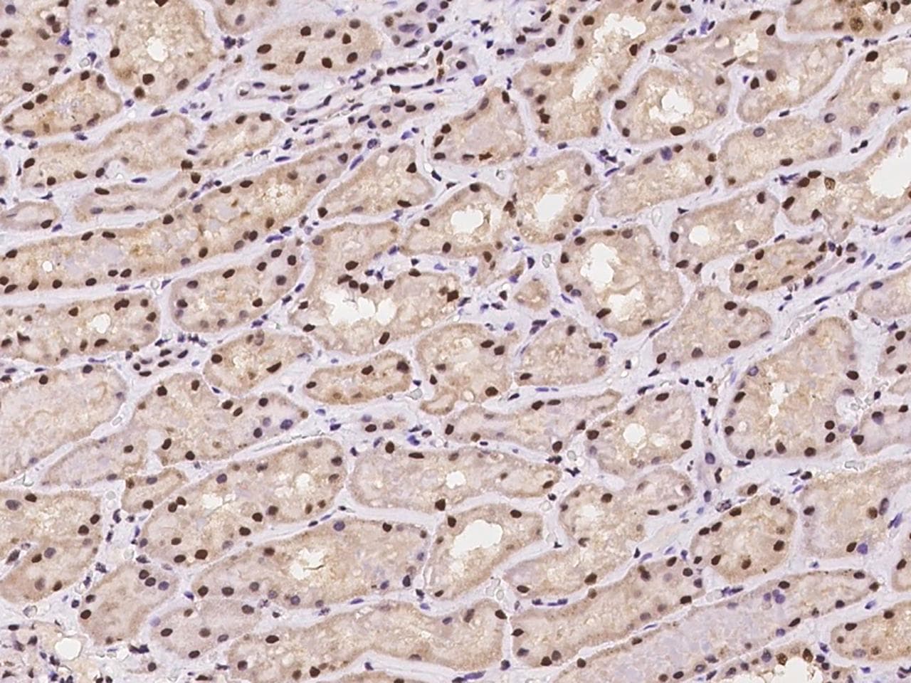 NMNAT1 / NMNAT Antibody