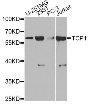 TCP1 Antibody