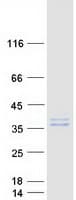 Human OAF Protein (Recombinant Myc-DDK (Flag))