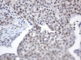 ACD / PTOP Antibody (clone OTI2B1)