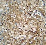 RRP36 Antibody (aa230-259)