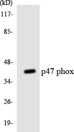 Polyclonal Rabbit anti-Human NCF1 / p47phox / p47 phox Antibody (aa306-355, IHC, WB)