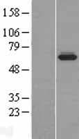 BCO1 / BCMO1 Protein (Over-Expression Lysate Myc-DDK (Flag))