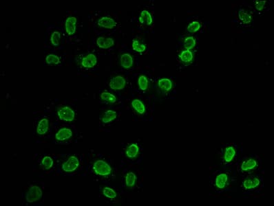 HIST1H3A Antibody