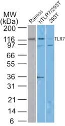 TLR7 / CD287 Antibody (aa562-839, clone 4G6, Azide-free)