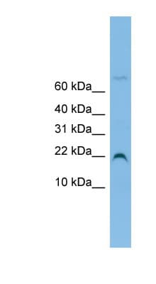 NHP2L1 Antibody (N-Terminus)