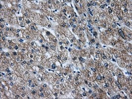 ATP5B / ATP Synthase Beta Antibody (clone OTI9E3, Carrier-free)