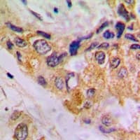 Monoclonal Mouse anti-Human ACTB / Beta Actin Antibody (IHC, IF, WB)