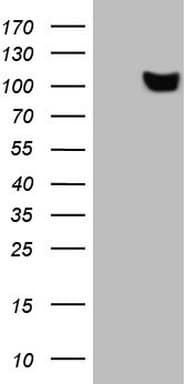 SCML2 Antibody (aa1-321, clone OTI1B1)