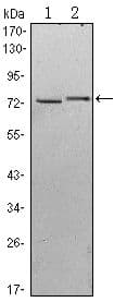 Monoclonal Mouse anti-Human KLHL13 Antibody (clone 8D1, IHC, IF, WB)