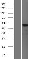 KLF5 / BTEB2 Protein (Over-Expression Lysate Myc-DDK (Flag))