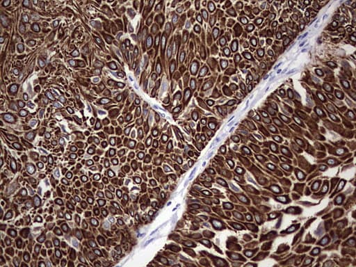 ENKUR Antibody (clone OTI6C10, Carrier-free)