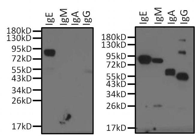 Mouse Anti-Human IgE Secondary Antibody (clone Fc-2001)