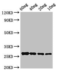 Beta-1,3-glucanase-like protein Antibody