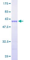 Human RAB3D Protein (Recombinant GST)