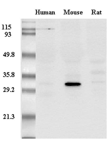 Monoclonal Mouse anti-Mouse Adiponectin Antibody (clone MADI 1147, WB)