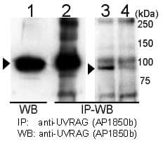 UVRAG Antibody (aa666-699)