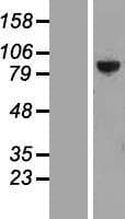 PTPDC1 Protein (Over-Expression Lysate Myc-DDK (Flag))