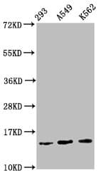 HIST1H2BN Antibody